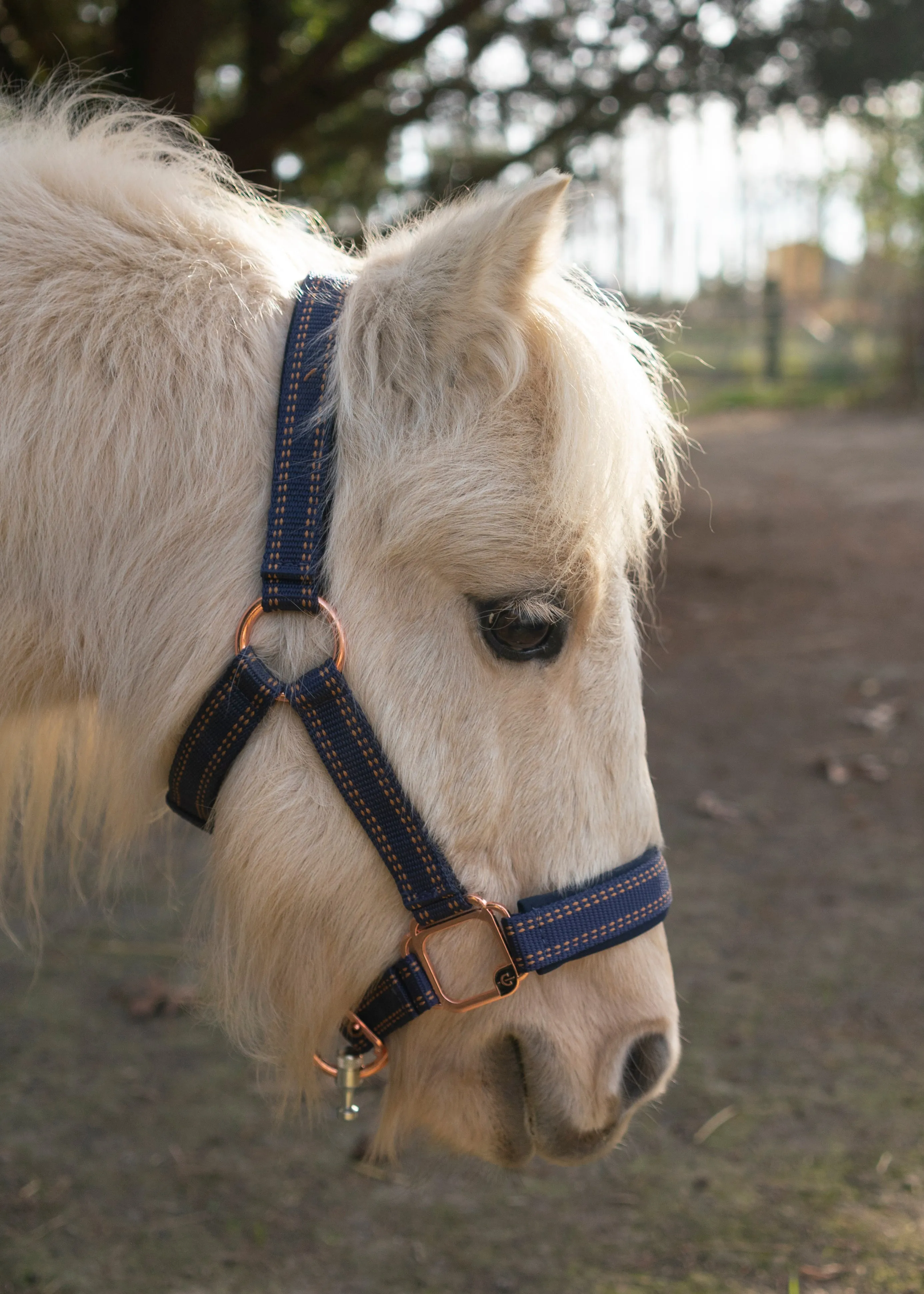 GoLeyGo Rose Gold Halter and Lead Set